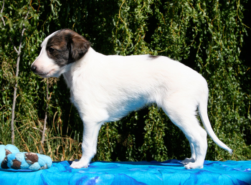 Surf Spots - Boy 1 Left